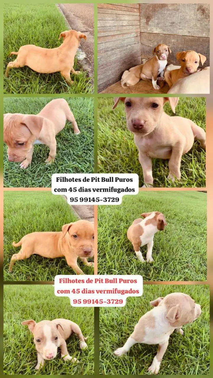 Vende-se pitbulls