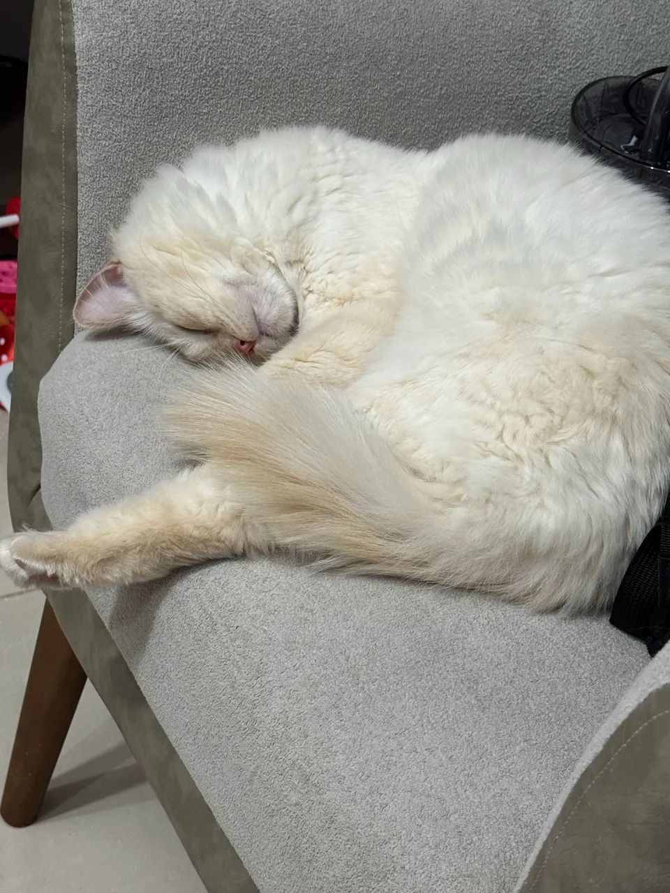 Gato Ragdoll Macho Castrado 