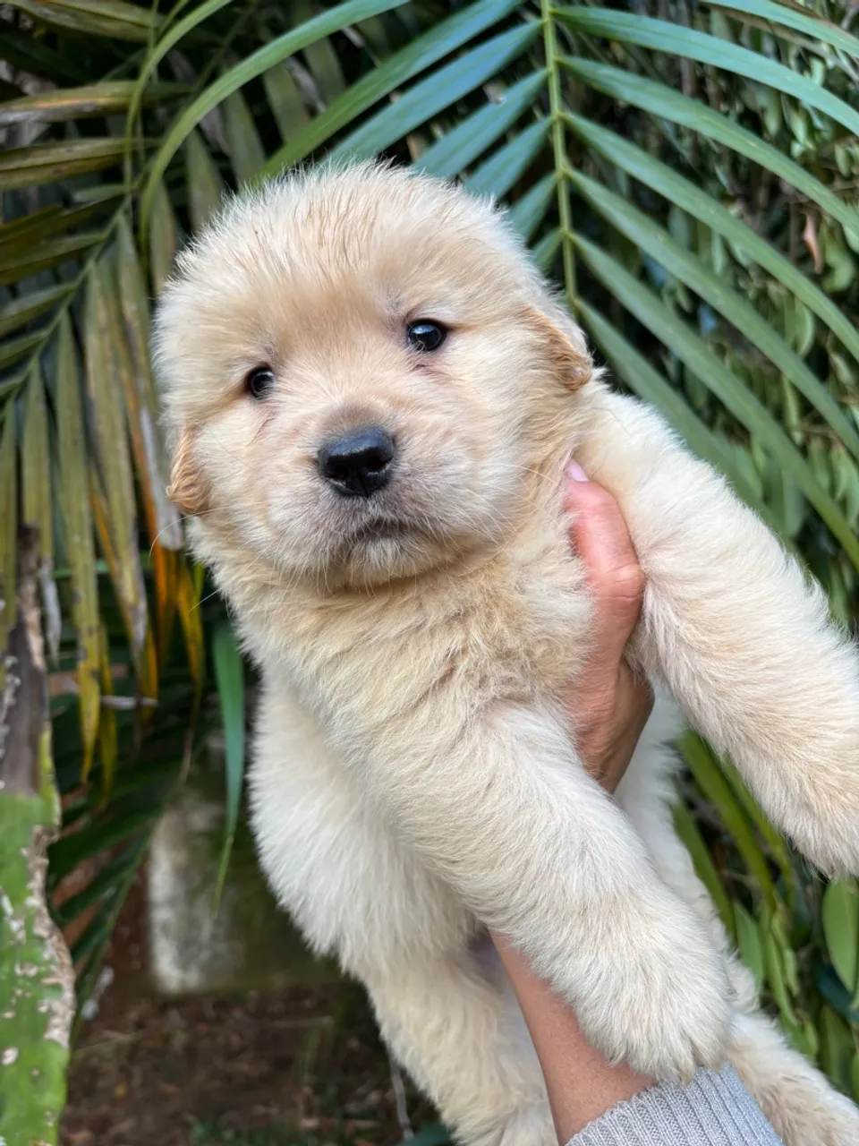 Filhote de Golden Retriever - Puro Sangue