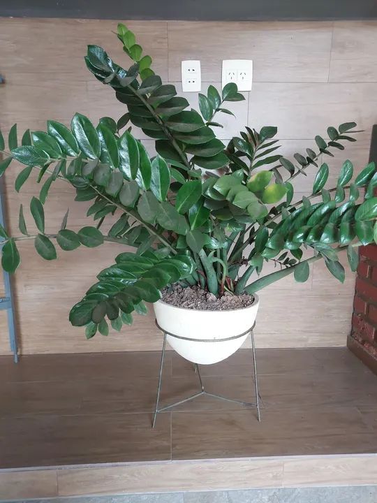 Zamioculca linda  vaso grande.