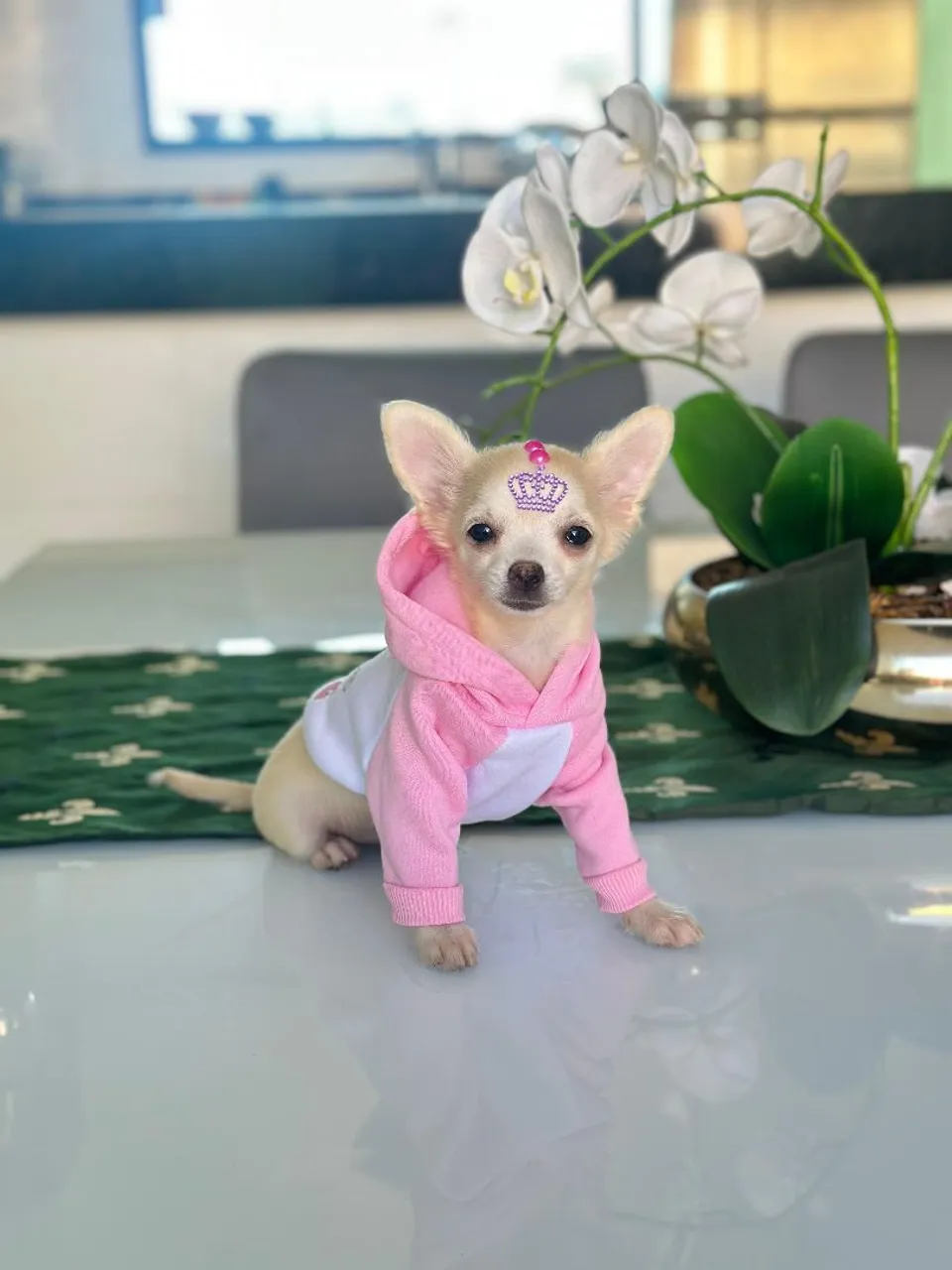 Chihuahua fêmea