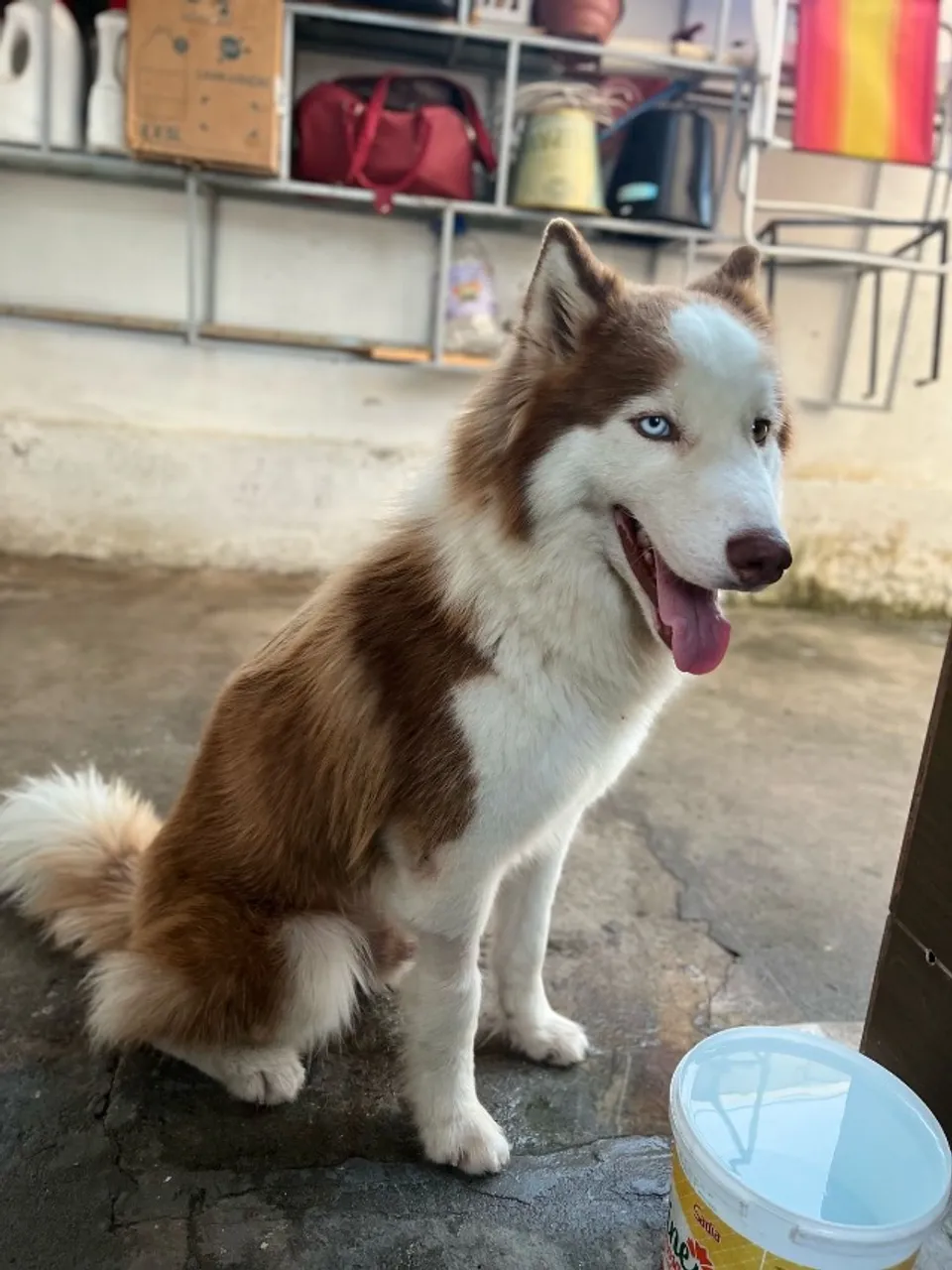Lindos filhotes de Husky siberiano