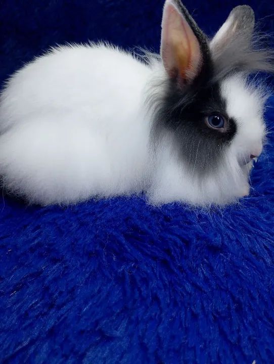 Mini Lion Head  - Foto 2