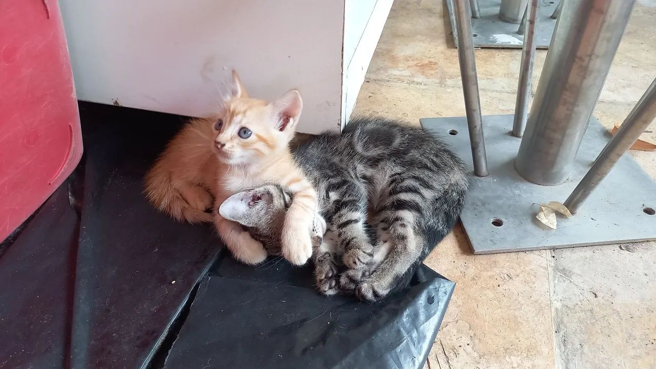 DOAÇÃO, GATO AMARELO MACHO - Foto 2