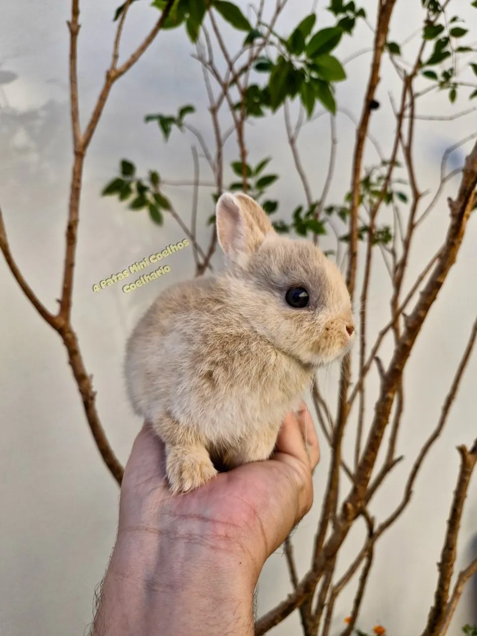 Mini coelho anão netherland dwarf desmamado