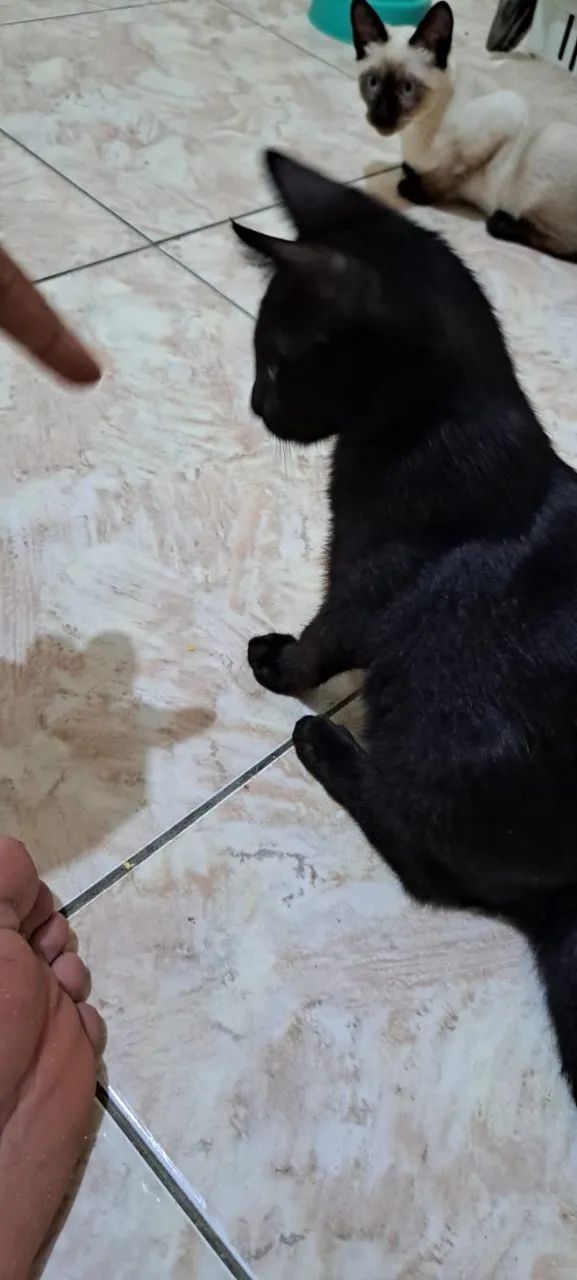 Doo gatinhos - Foto 4