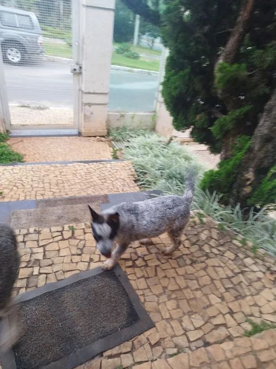 Dois filhotes de cães da raça 'vaqueiro australiano'herd - Foto 4
