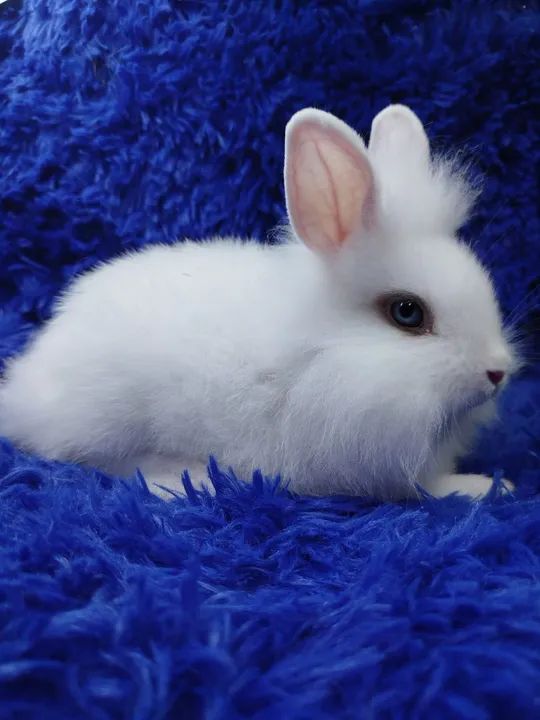 Mini Lion Head hottot(juba de leão)(ZAP na descrição)