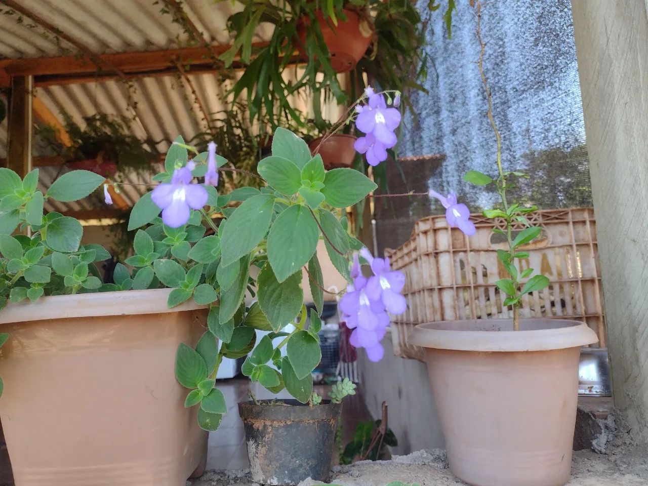 Mudas Violeta Africana azul   - Foto 2
