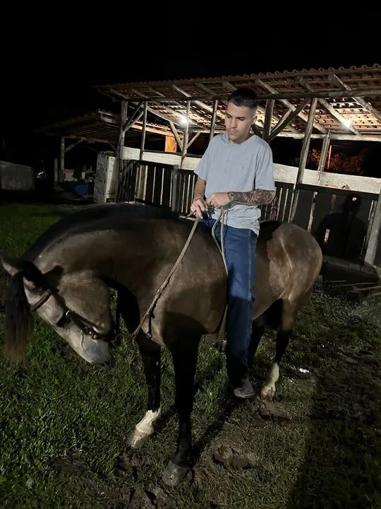 VENDE-SE CAVALO MAQUINA - Foto 4