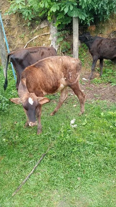  VENDO BOI. SUÍÇO  - Foto 6