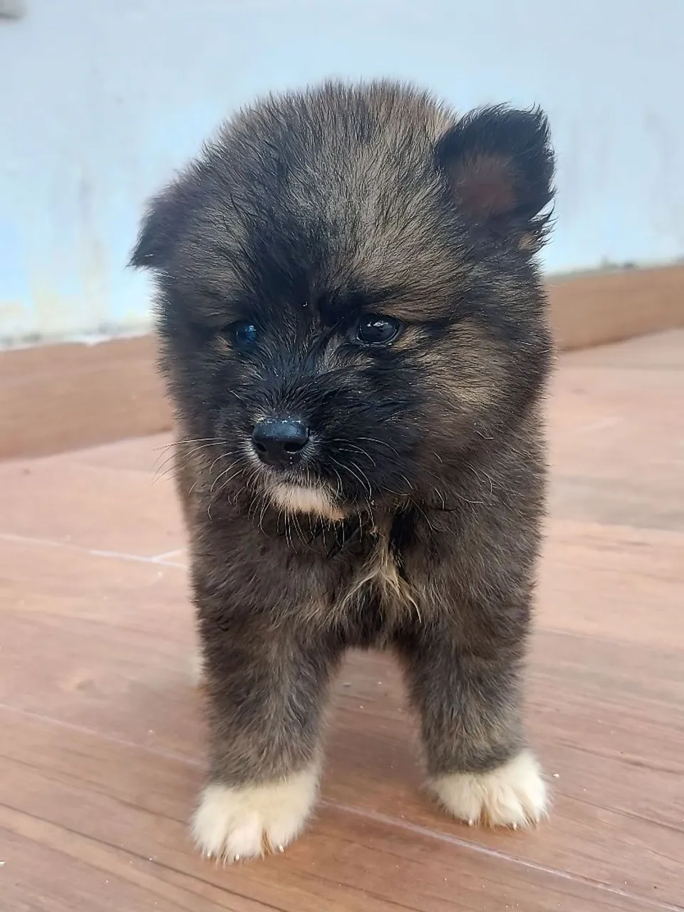 Filhote de Husky com Akita disponível!