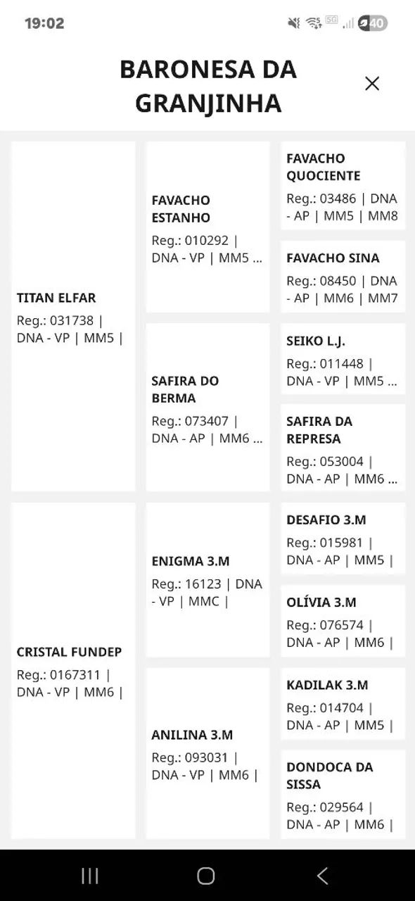 Égua Mangalarga  - Foto 5