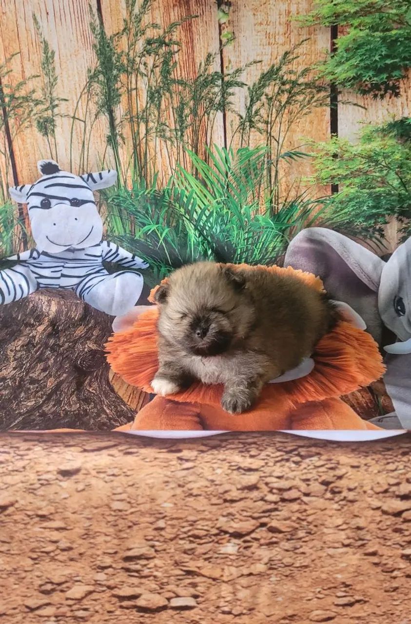 Lulu da pomerânia anão macho particolor  - Foto 3