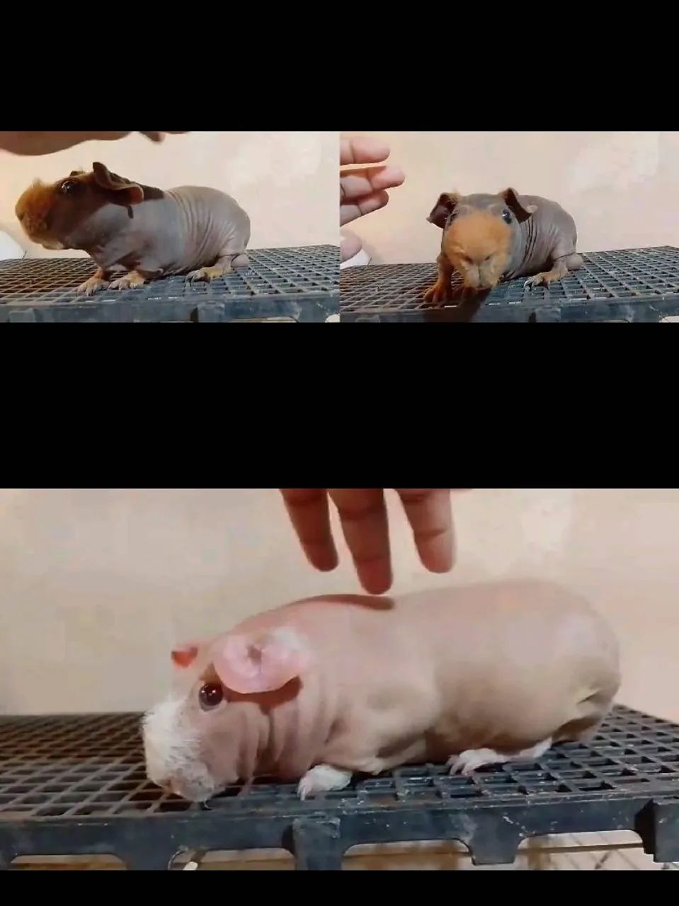 Porquinho da Índia - Skinny