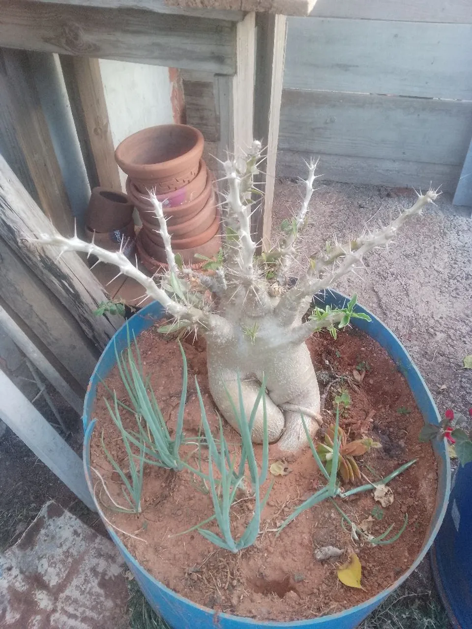 Planta Exótica Suculenta Adenium Obesum