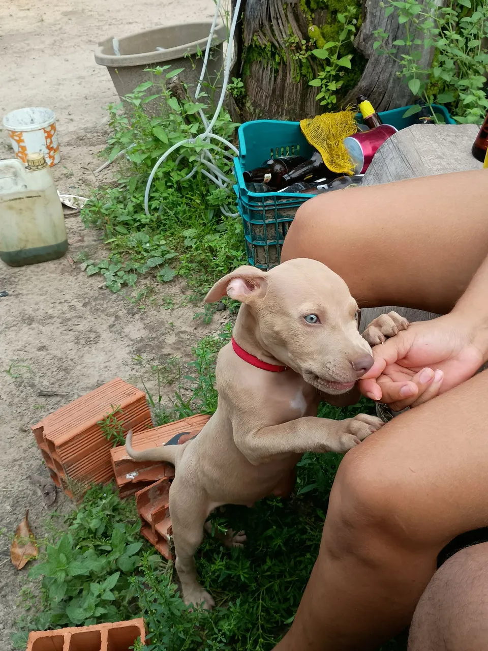 Filhote Pitbull macho