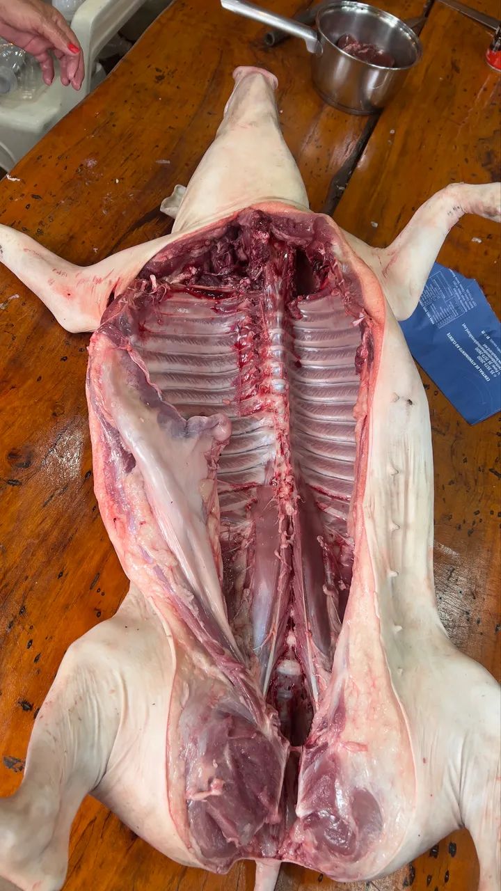 Leitoas caipira para o natal - Foto 5