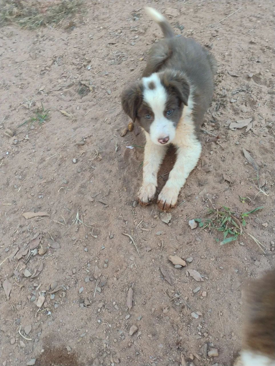 Lindos filhotes de Border Collie - Foto 2