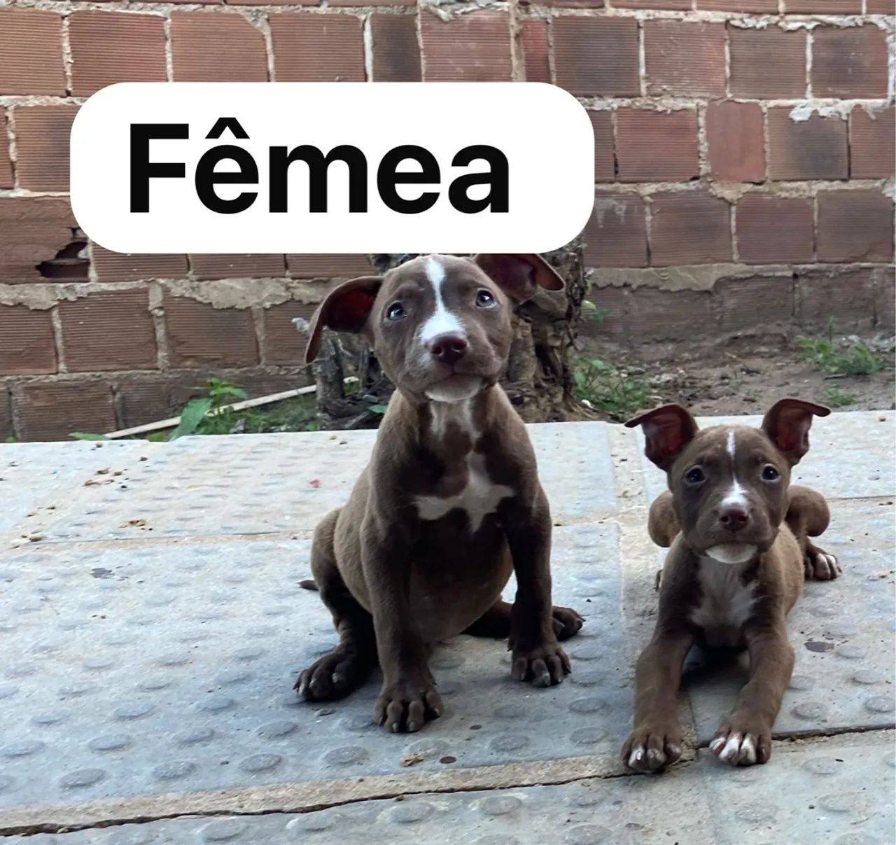 Pit Bull Terrier / Pit Monster 