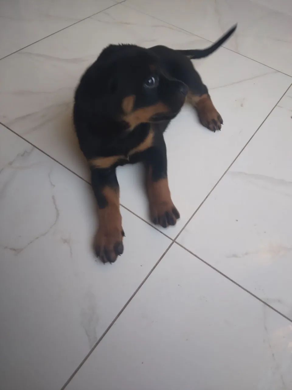 Rottweiler fêmea  - Foto 2