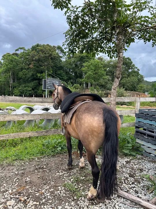 VENDE-SE CAVALO MAQUINA - Foto 5