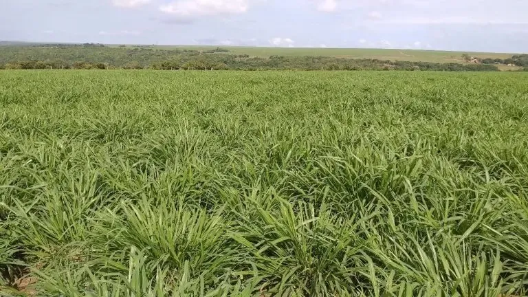 ALUGUEL DE PASTO