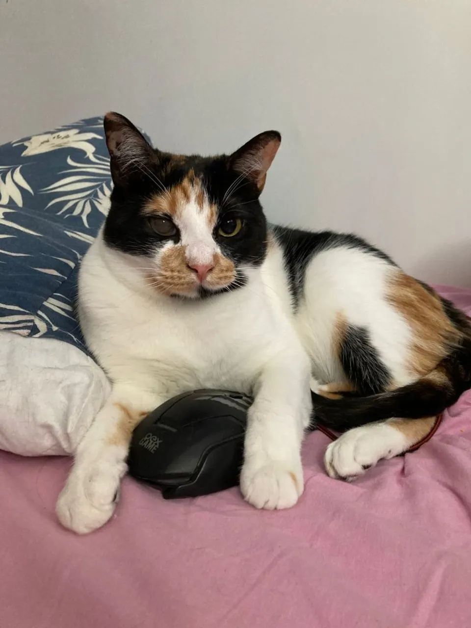 Gata Fêmea Castrada - Foto 2