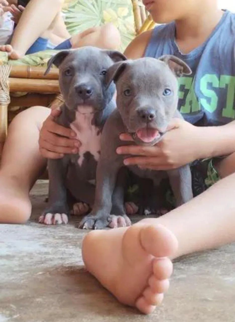 Vendo Filhotes Pit Bull  - Foto 3