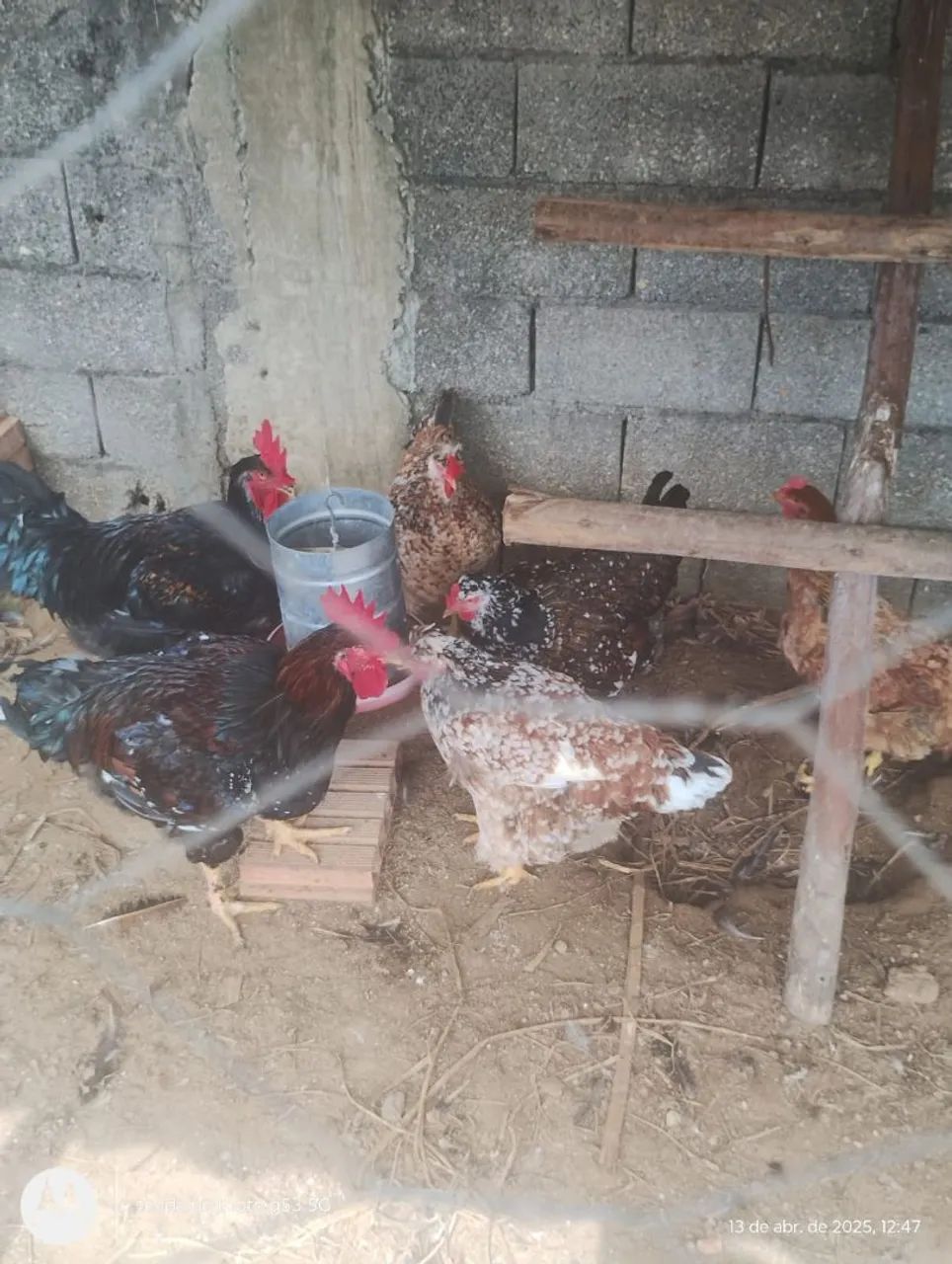 Galinha Sertaneja Balão (GSB) Pintinhos e ovos galados