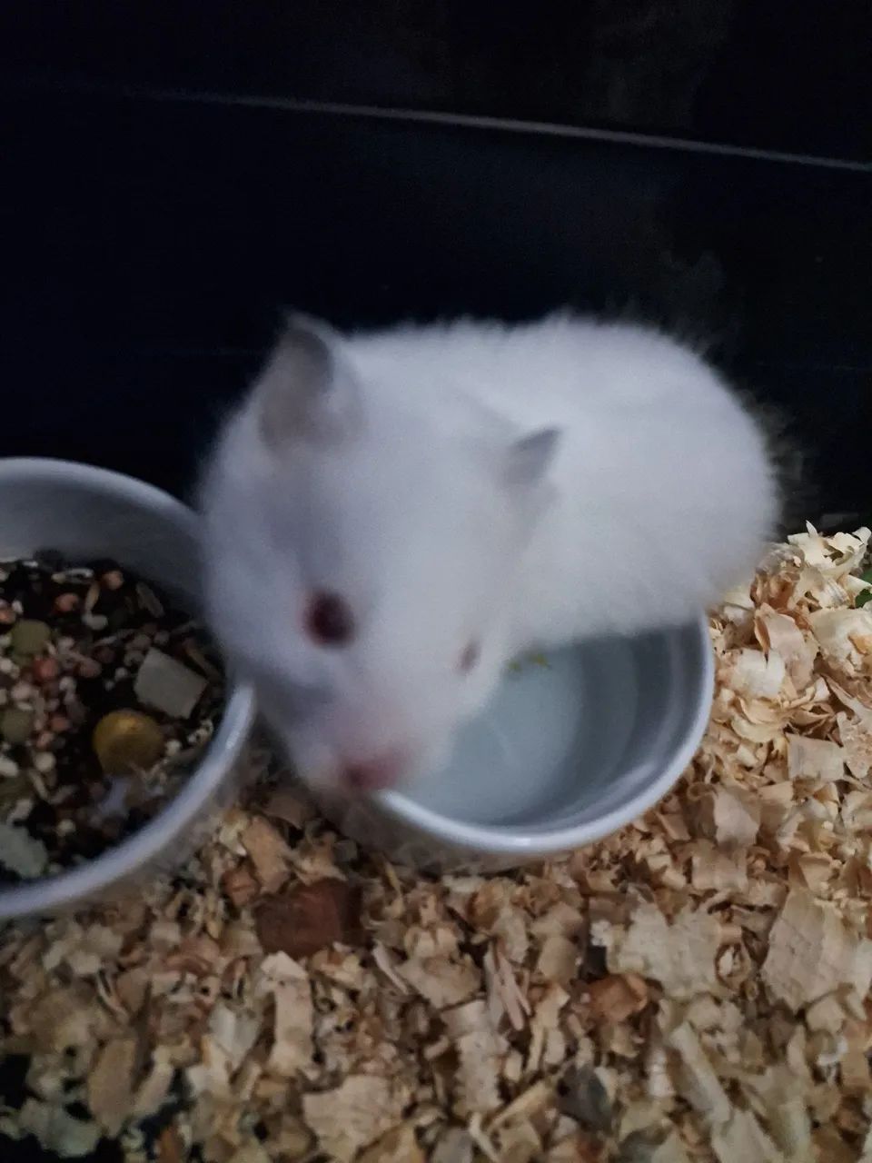 Doaçao Hamster Sírio Branco  - Foto 2