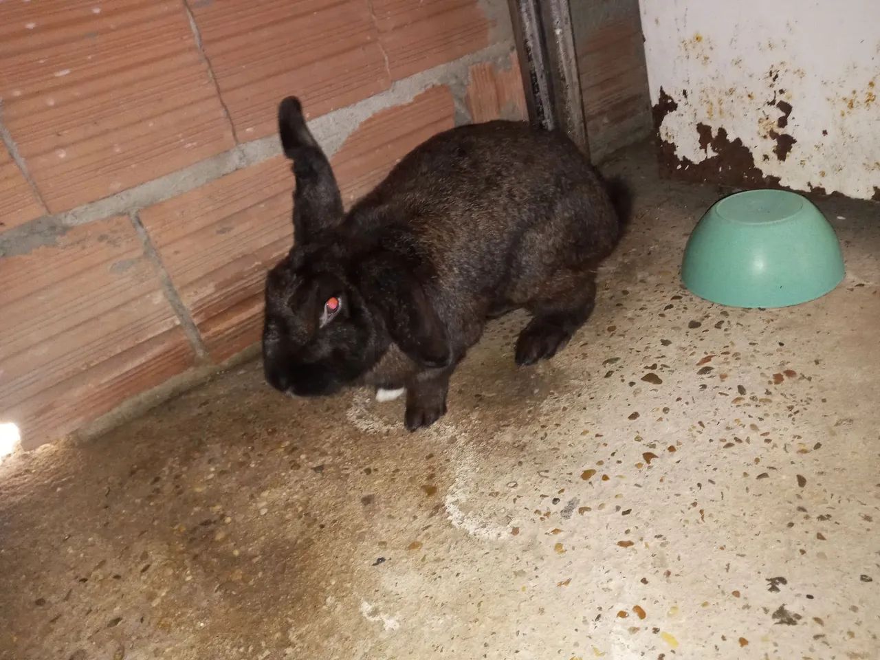 Coelho branco e um preto fofinho para venda - Foto 4