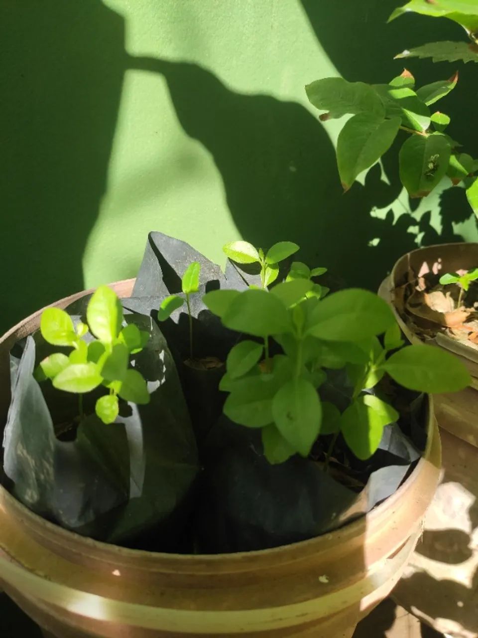 Muda araçá roxo  - Foto 3