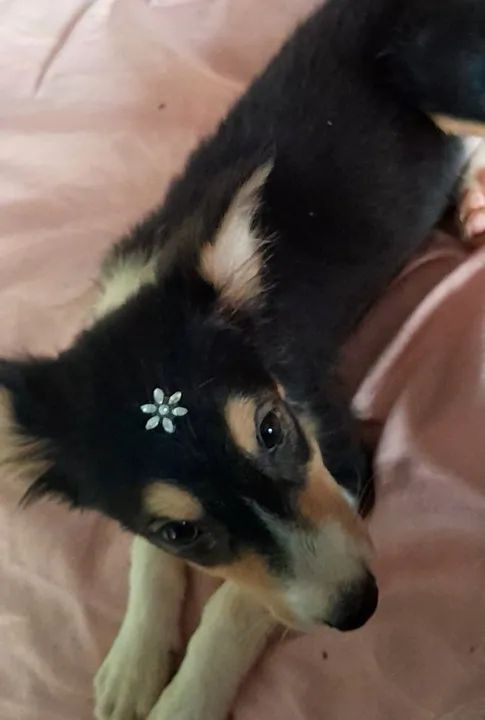 Border Collie filhote