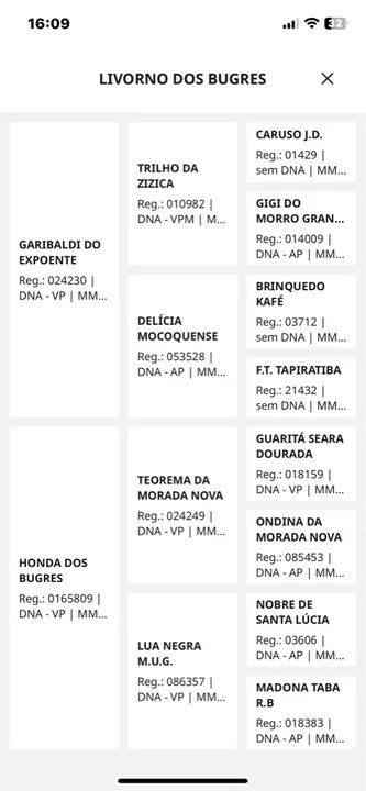 Cavalo MM Pra negócio  - Foto 5