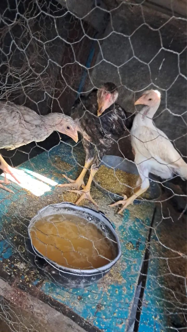 Aves - Foto 3