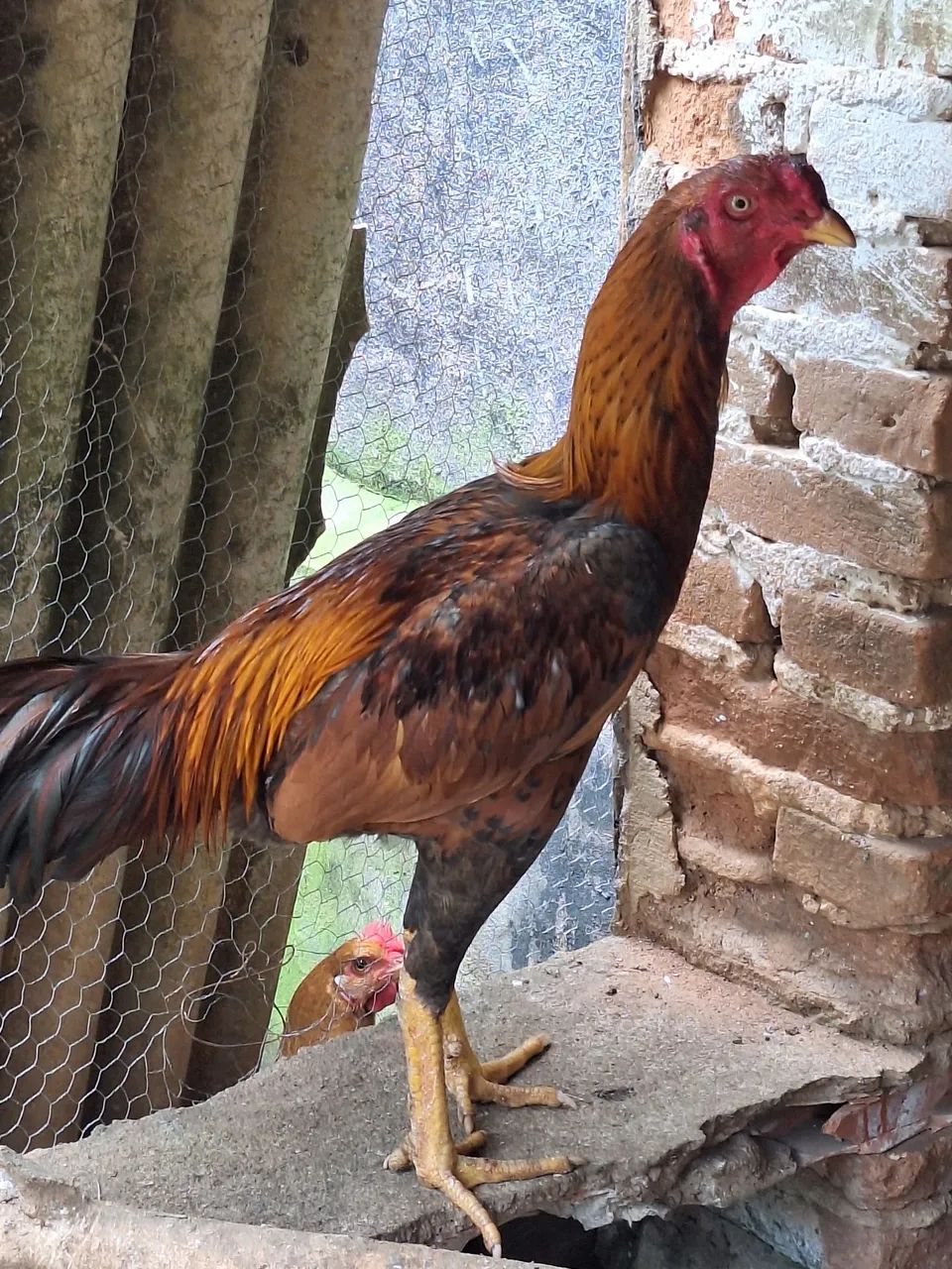 FRANGO INDIO TOP - Foto 4