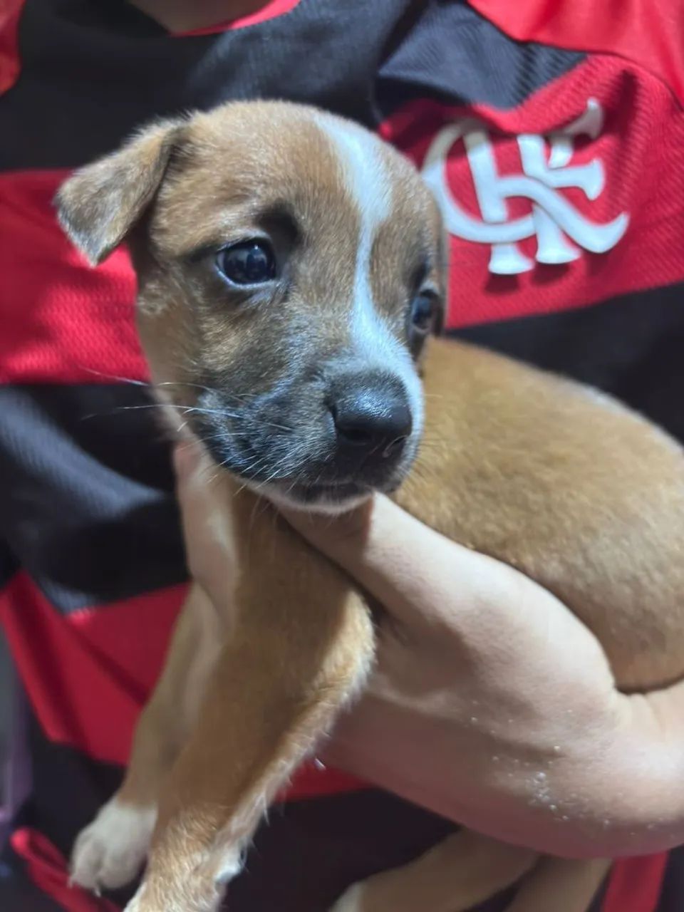 Doação de cachorros - Foto 3