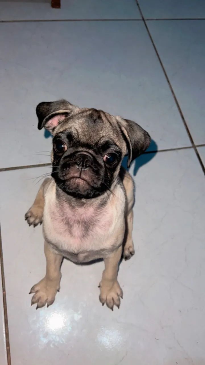 PUG  - Foto 3