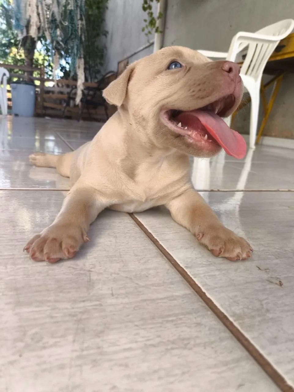 Pitmonster 