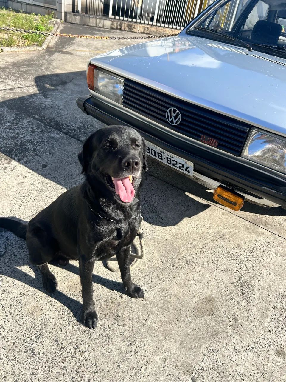 Labrador 