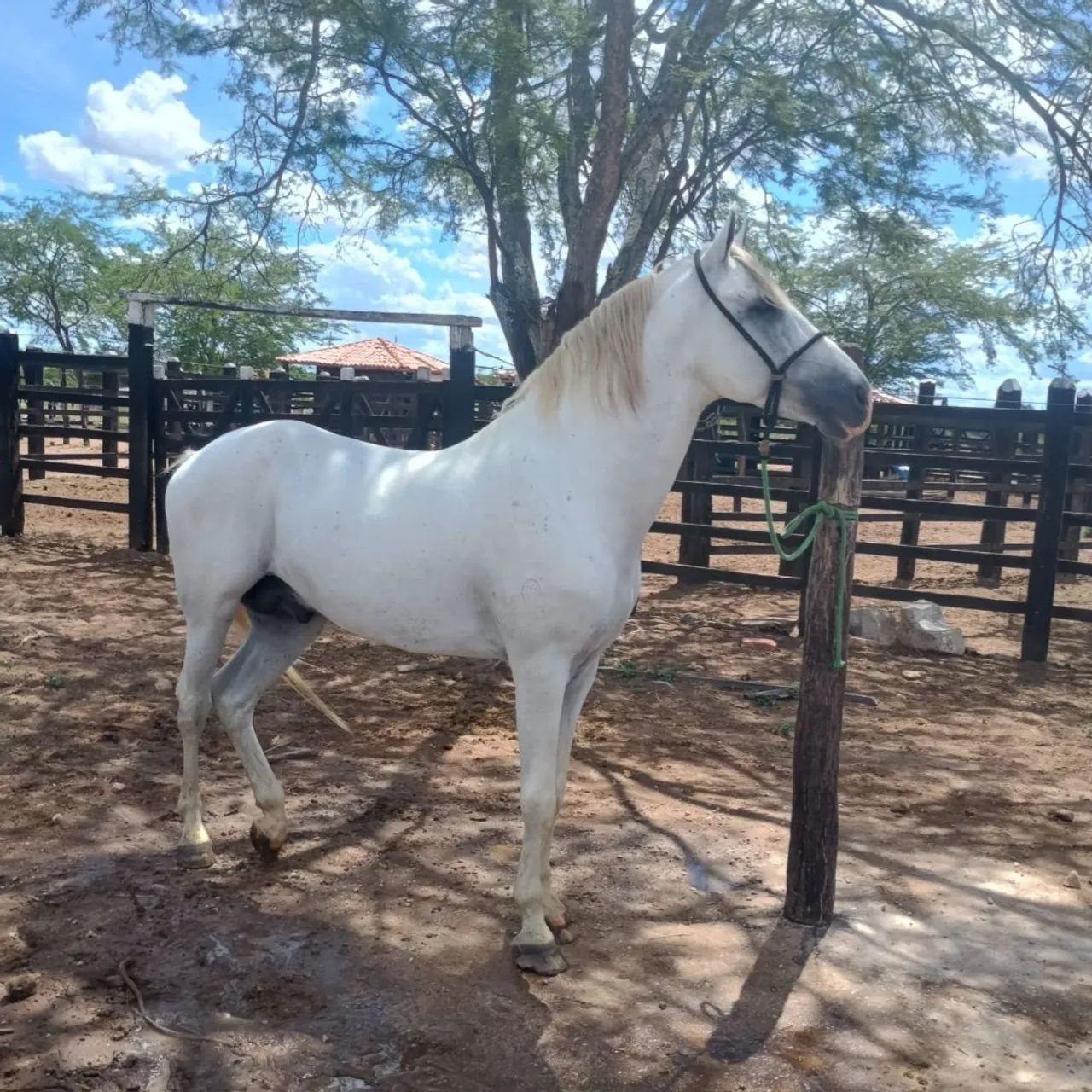 Vendo cavalo garanhão Mangalarga Marchador registrado de marcha picada - Foto 2