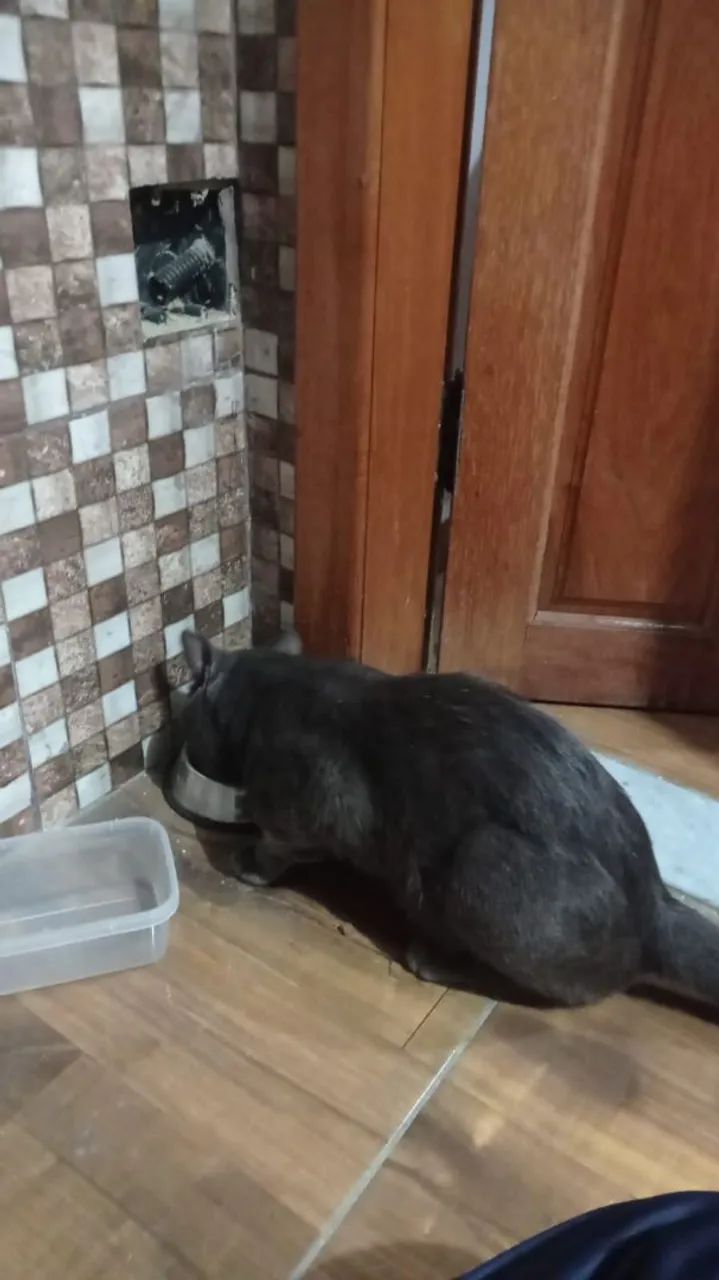 Gato lindo macho cinza não castrado - Foto 3