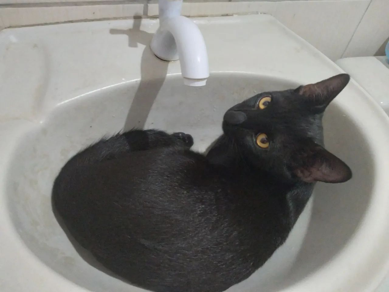 Adoção responsável  - Foto 5