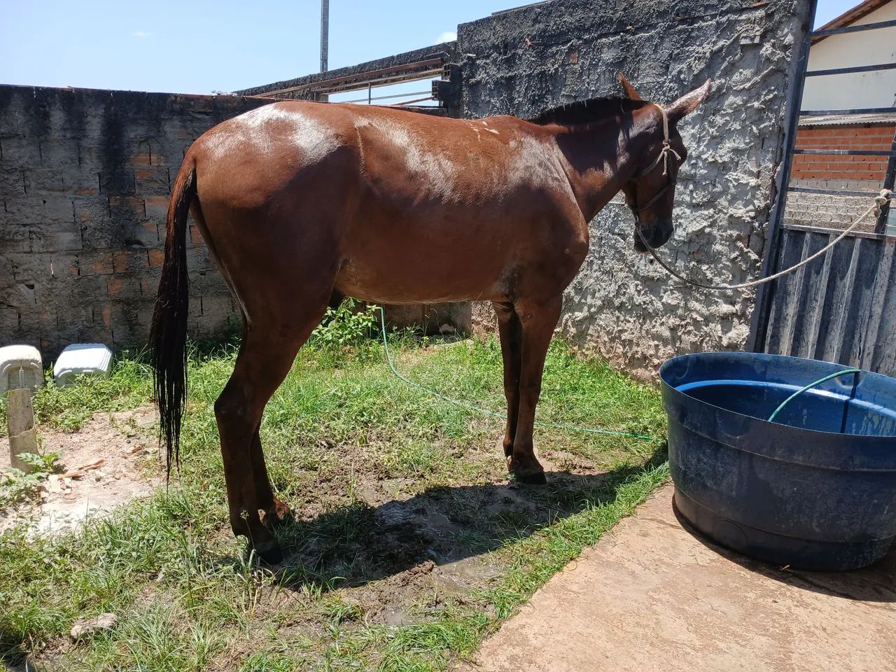 Animais  - Foto 2