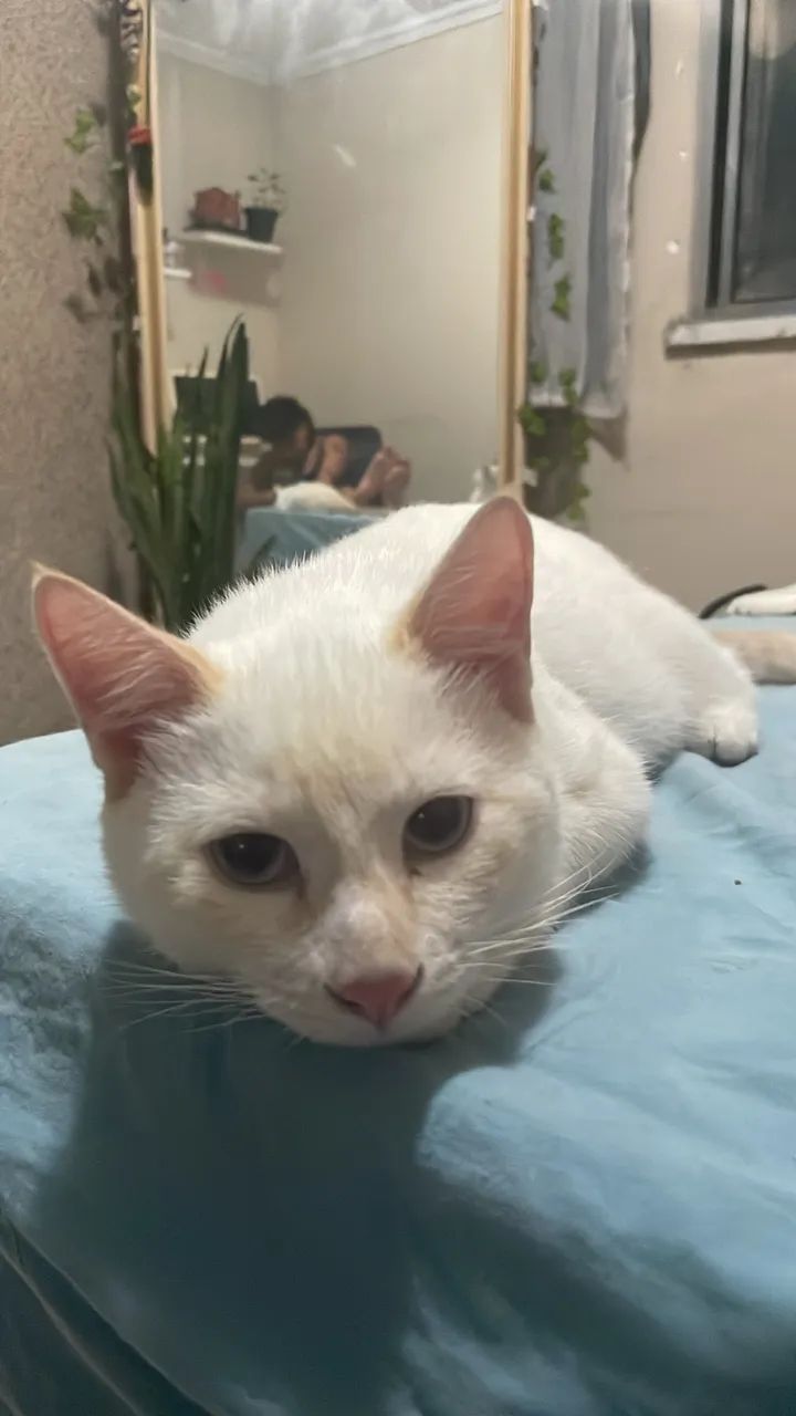 gato macho para adoção  - Foto 4