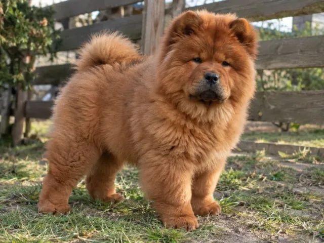 Chow chow linda e saudavel