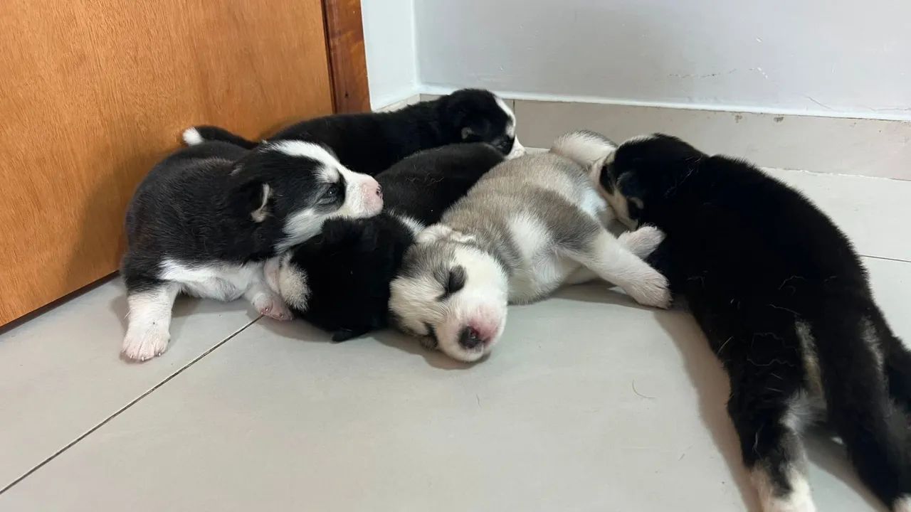 Filhotes de husky siberiano  - Foto 5