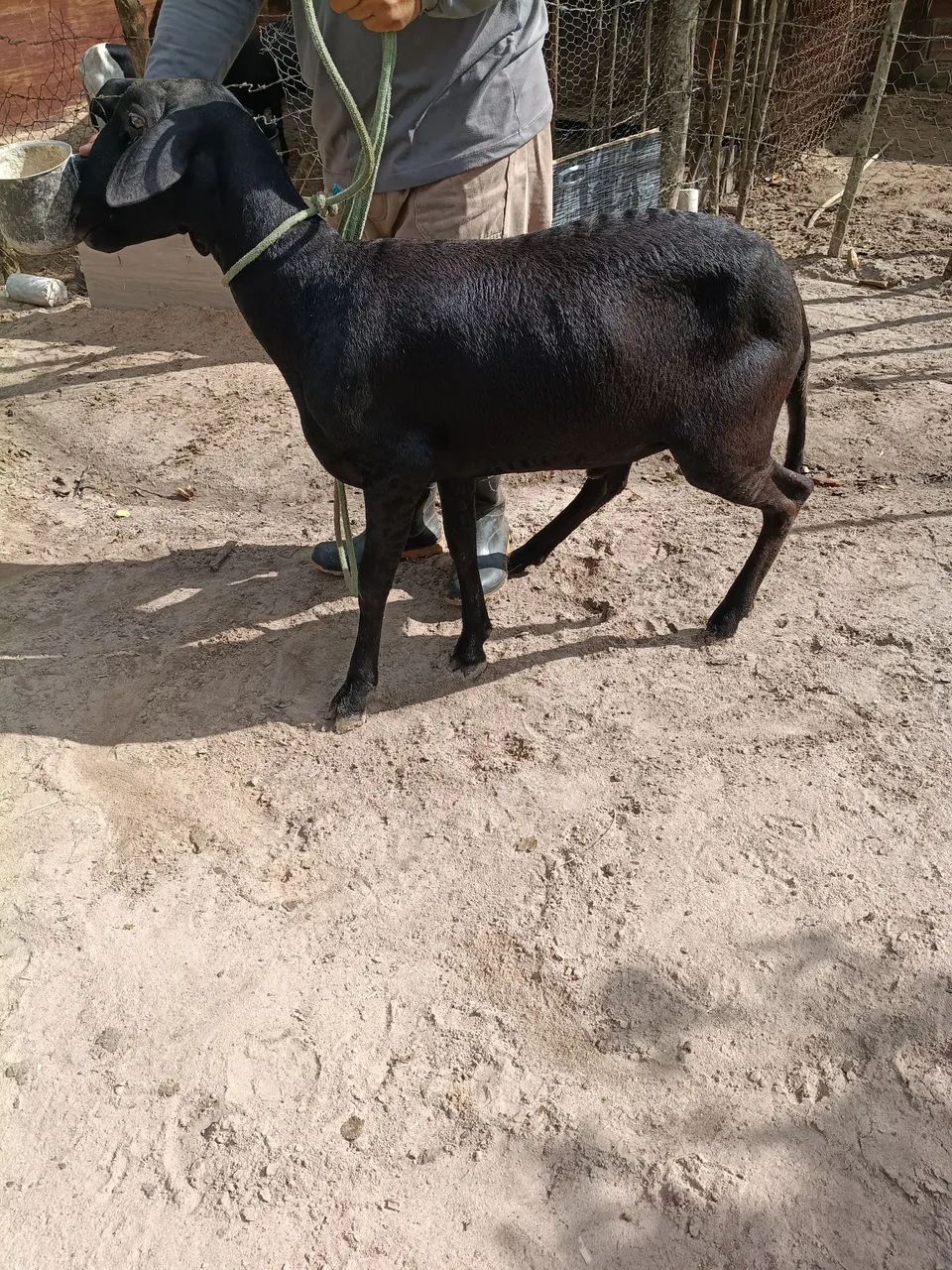 Carneiro  - Foto 2