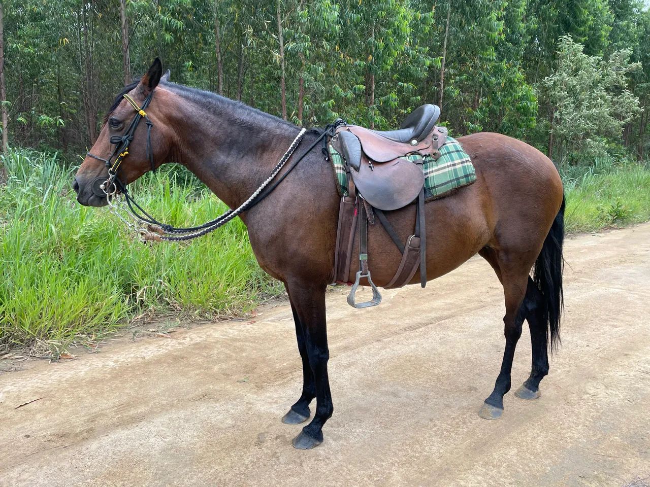 Vendo Égua Mangalarga 